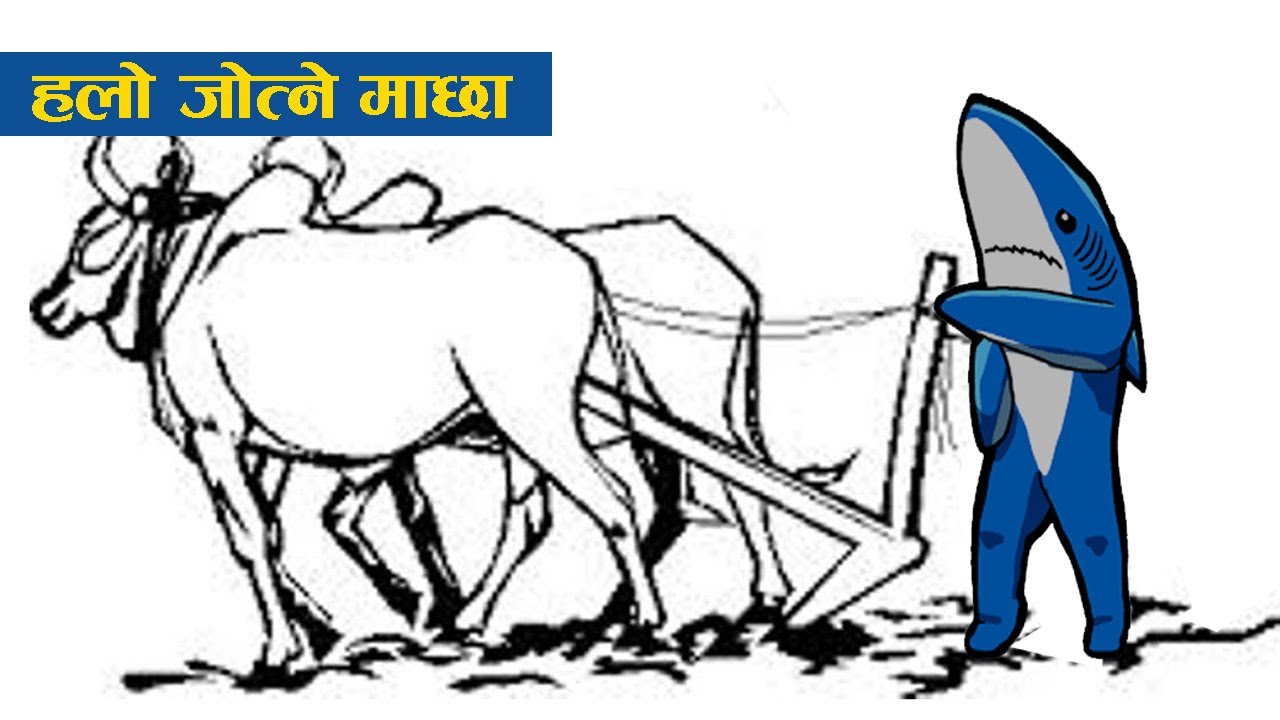 लोककथाः हलो जोत्ने माछा